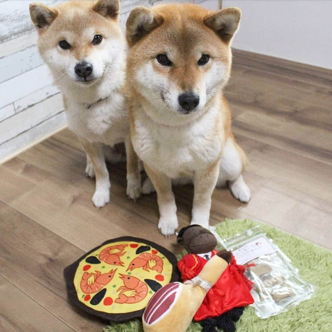 柴犬たま Shibainu Tamaさんのインスタグラム写真 - (柴犬たま Shibainu TamaInstagram)「* PECO BOX 5月のテーマは「スペイン🇪🇸」という事で * オーレ！闘牛うし かぶりつけ！丸ごと生ハム パエリアフリスビー さつまいもしっとりやわらかトリーツ * が入ってました💡 * ふたりは自分の好きなおもちゃがひと目でわかるようで、たまは音が鳴るおもちゃをピンポイントで狙ってました😁 * Caption trans🇬🇧 We got a toy about Spain🇪🇸 * #柴犬たま #たママ #たま家族 #柴犬ミケ #一眼レフ #一眼レフカメラ #pecobox #ひょっこりはん #かなりひし形 #柴犬 #shiba #shibainu #shibastagram #犬 #dog #多頭飼い」5月7日 19時46分 - tama7653