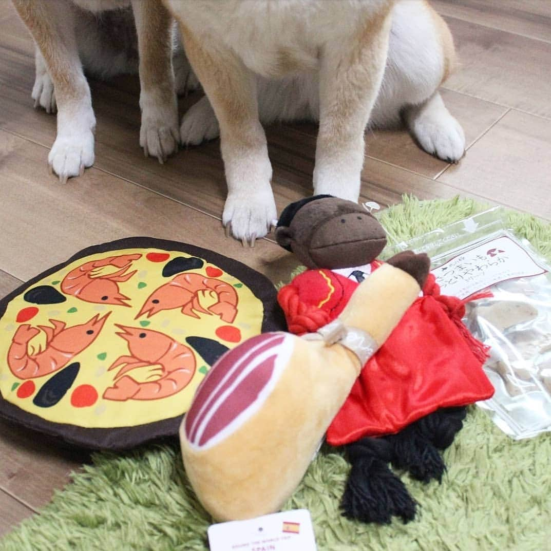 柴犬たま Shibainu Tamaさんのインスタグラム写真 - (柴犬たま Shibainu TamaInstagram)「* PECO BOX 5月のテーマは「スペイン🇪🇸」という事で * オーレ！闘牛うし かぶりつけ！丸ごと生ハム パエリアフリスビー さつまいもしっとりやわらかトリーツ * が入ってました💡 * ふたりは自分の好きなおもちゃがひと目でわかるようで、たまは音が鳴るおもちゃをピンポイントで狙ってました😁 * Caption trans🇬🇧 We got a toy about Spain🇪🇸 * #柴犬たま #たママ #たま家族 #柴犬ミケ #一眼レフ #一眼レフカメラ #pecobox #ひょっこりはん #かなりひし形 #柴犬 #shiba #shibainu #shibastagram #犬 #dog #多頭飼い」5月7日 19時46分 - tama7653