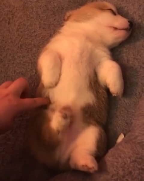 husky and malamuteのインスタグラム：「Really cute.〈😍ノ」