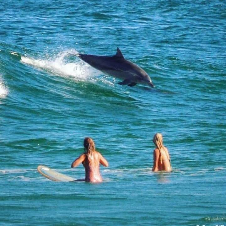 Australiaさんのインスタグラム写真 - (AustraliaInstagram)「“Come here often, ladies?” 😎 This cheeky #dolphin couldn’t help but show off a little when he spotted these surfers in the @visitnsw town of #ByronBay, a moment perfectly captured by @seanosheaart. This popular holiday spot attracts visitors from all over the world who can’t resist its laid-back atmosphere, endless #beaches, thriving foodie scene and solid #surf breaks. You’re spoilt for choice when it comes to accommodation here, but if you’re feeling luxe some extra-special spots to check out include @elementsofbyron, @raesonwategos and @thebyronatbyron.  #seeaustralia #NewSouthWales #beach #nature #surf」5月7日 20時00分 - australia