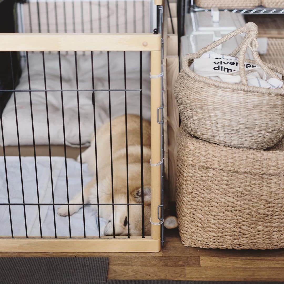maggydaisyのインスタグラム：「_  お外(散歩)も家の中も怖いものだらけで いつもビクビクしていてかわいそうになってしまうな。 これまでボールやおもちゃで遊んだ事もないから興味を示さないし 安心して何か楽しい気分を味あわせてあげたいのだけど。  #maggydaisymore20190507 #corgi #コーギー #里親」
