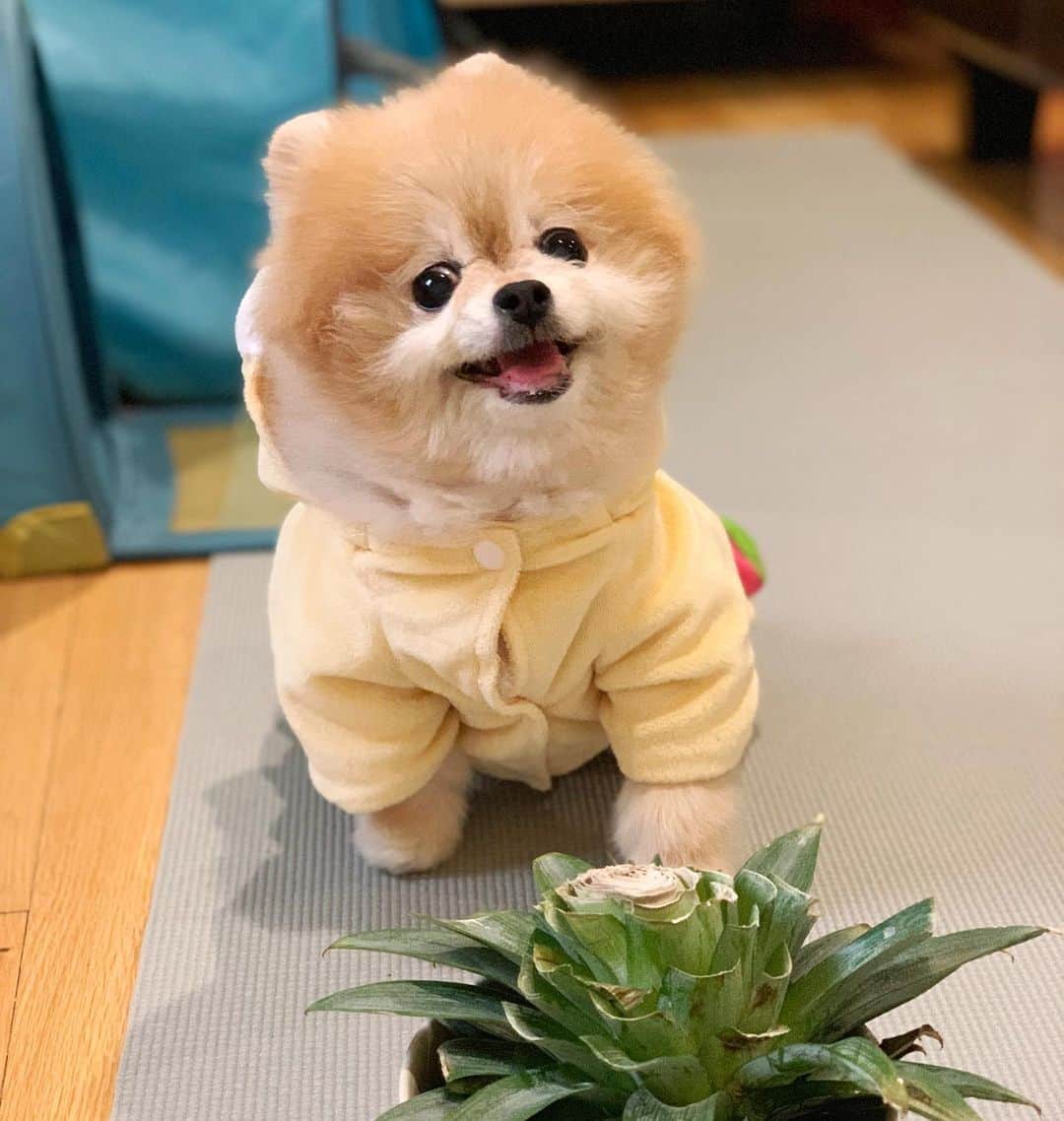 Ella Chuffyのインスタグラム：「🍍 my #pinapberry 🍍 . . . . . . . . . #ellachuffy #pet #petstagram #pomeranianpage #pomeraniansofinstagram #teacuppoms #cutedogs #pomeranian_lovers #pomeranianlife #pomeranianworld #teddybeardog #pomeranian #puppylove #aplacetolovedogs #dogoftheday #justpomeranians #fluffypack #dogoftheday #anmlsposts #thedailypompom #picoftheday #iflmdog #犬 #狗 #everydaydoglover  #pomeranianww #justpomeranians #bridgetdoodlesdogs #pomeranian_moments」