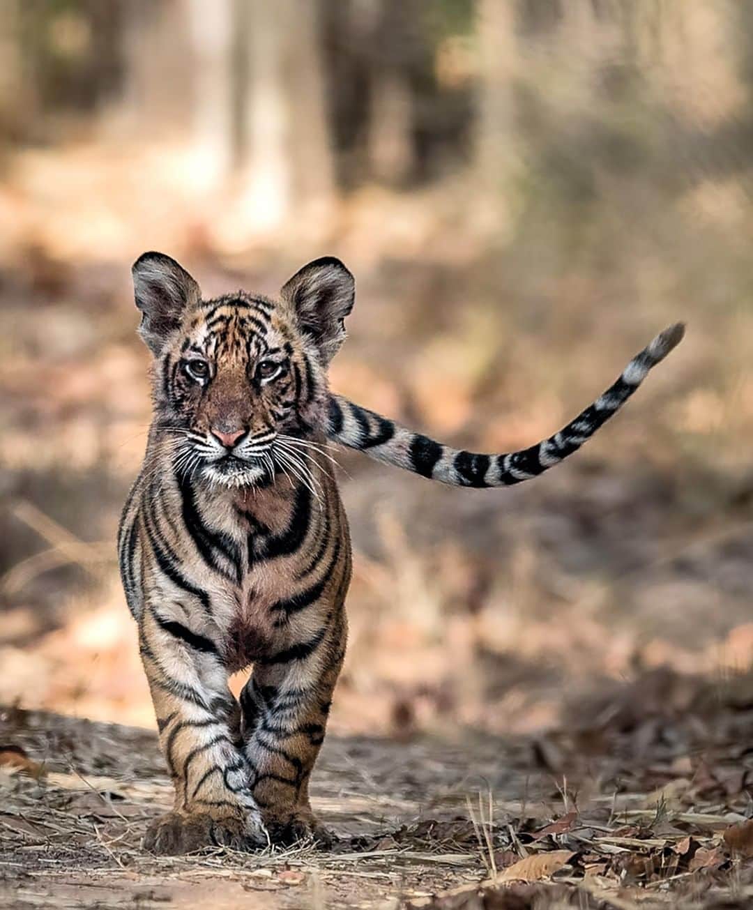 Discoveryさんのインスタグラム写真 - (DiscoveryInstagram)「A female tiger can have up to seven cubs at a time -- but usually only a couple of cubs will live past the age of two. If all of the cubs in the first litter die, the mother may produce a second litter of tigers within five months. . . . #TigerTuesday #POTD #photooftheday #picoftheday #photography #nature #naturephotography #wildlifephotography #Tigerland #bigcats #tigers #ProjectCAT」5月7日 20時17分 - discovery
