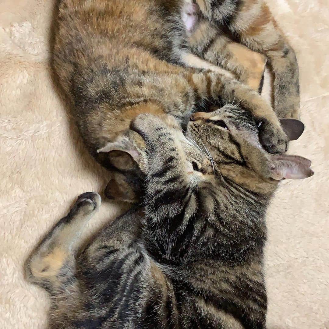 南口奈々のインスタグラム：「. 人も猫もみんな、支え合って生きていくんにゃね by.ミル #これは支え合っている？ #ミルスタ #instacat #ネコスタグラム #猫 #ネコ #にゃんこ #cat  #ふわもこ部 #ペコねこ部 #スノーシュー #靴下にゃんこ」