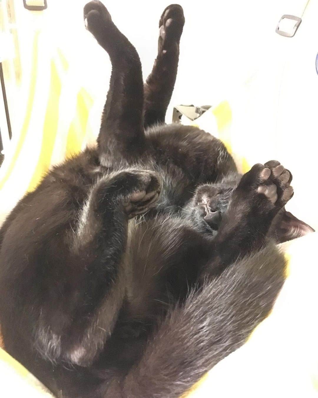 しおやてるこさんのインスタグラム写真 - (しおやてるこInstagram)「くろすけの寝相。一瞬どうなってんのかわからんかった #黒猫 #blackcat」5月7日 20時21分 - shiochin1129