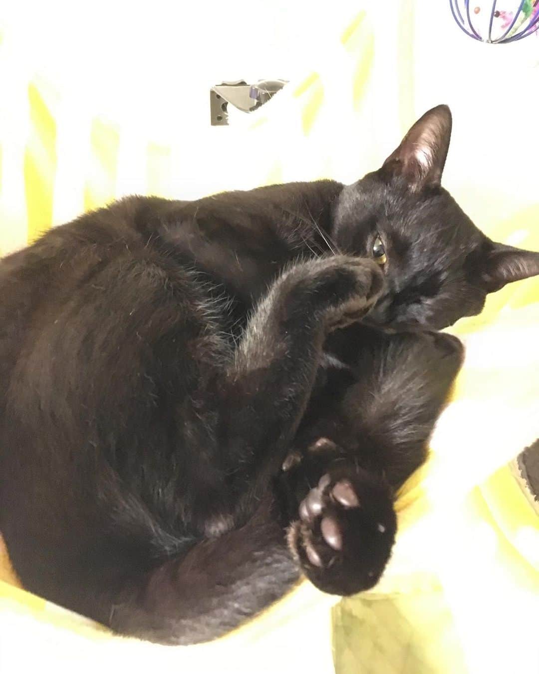 しおやてるこさんのインスタグラム写真 - (しおやてるこInstagram)「くろすけの寝相。一瞬どうなってんのかわからんかった #黒猫 #blackcat」5月7日 20時21分 - shiochin1129