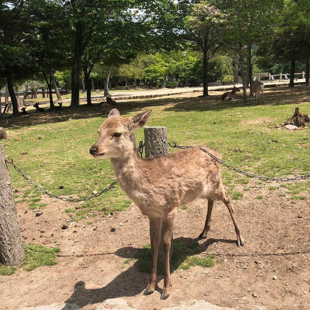 山田佳子さんのインスタグラム写真 - (山田佳子Instagram)「奈良と言えば、やっぱり鹿🦌﻿🦌🦌💕 ﻿ #可愛い﻿💕 #鹿🦌 #でも﻿ #鹿せんべい﻿ #持った途端﻿ #すごい勢い﻿ #ツンツン﻿ #怖かった w #思わず #逃げた 😆」5月7日 20時36分 - yoshiko117