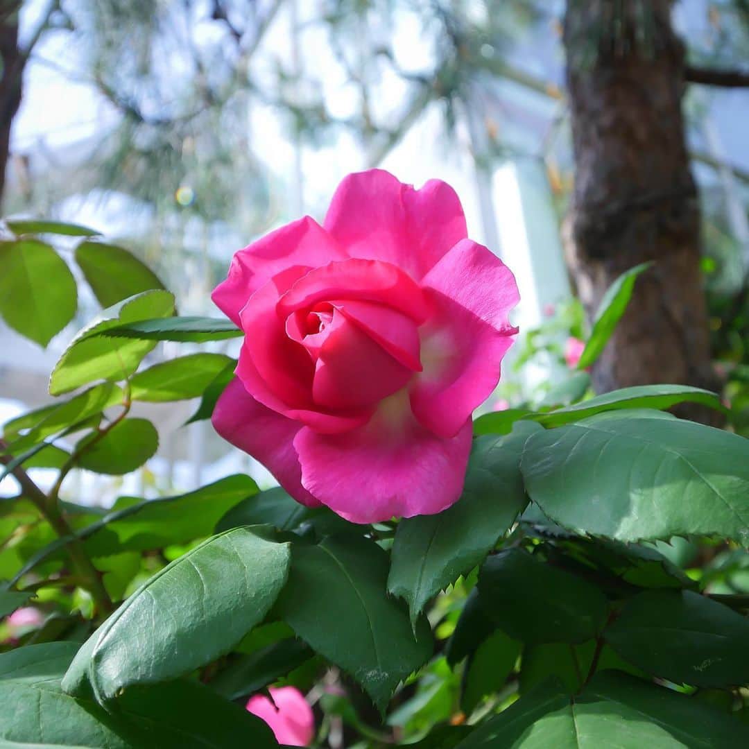Paul Smith Japanさんのインスタグラム写真 - (Paul Smith JapanInstagram)「Paul Smith SPACE (東京都渋谷区神宮前5-46-14)の前庭には今年もデザイナー ポール・スミスの名前を冠した特別なバラ、Sir Paul Smithが咲きました。 . このバラはポールの妻ポーリーンが、ポールの誕生日である7月5日に誕生日のギフトとして特別に開発を依頼し、ポールにプレゼントしたもの。 . 見頃を迎えるこの時期に、ぜひショップにお立ち寄りください。 . . . #PaulSmith #SirPaulSmith #rose #PaulSmithSPACE #Tokyo  #ポールスミス #薔薇」5月7日 20時32分 - paulsmithjapan