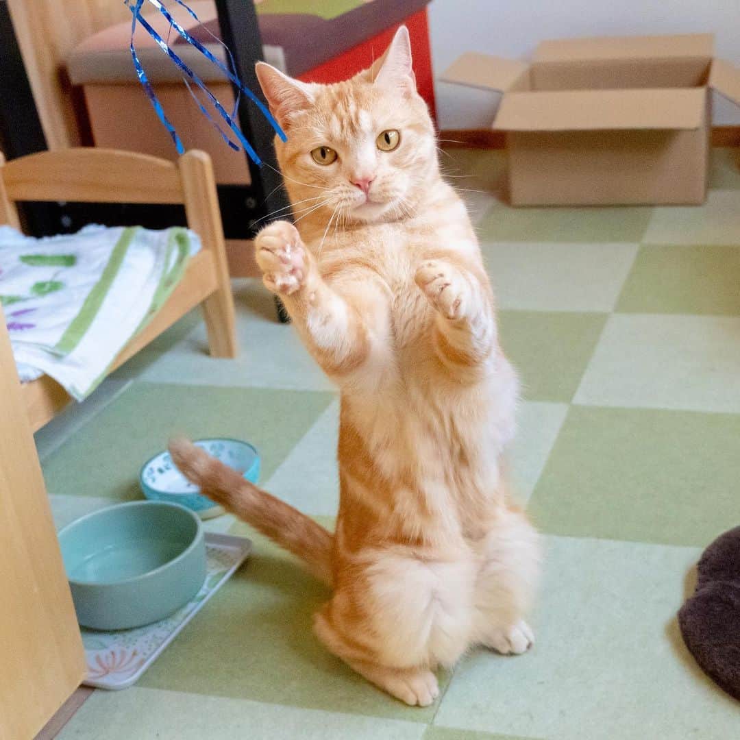 マアルのインスタグラム：「茶々丸ちゃん🐈#北海道 #旭川市 #ペットホテル #猫 #アメリカンショートヘア #americanshorthair  #cat」