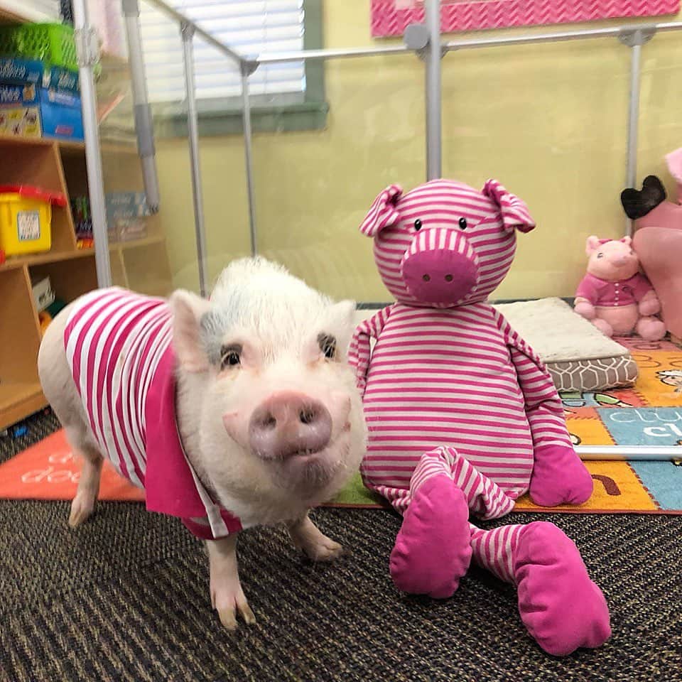 Priscilla and Poppletonさんのインスタグラム写真 - (Priscilla and PoppletonInstagram)「Happy #TwinTuesday from Silly Pop and his napping buddy. Apparently, they planned this.💖#stripes #classpets #firstgrade #twinningtuesday #clearlylovedpets #SillyPop #PrissyandPop」5月7日 20時59分 - prissy_pig