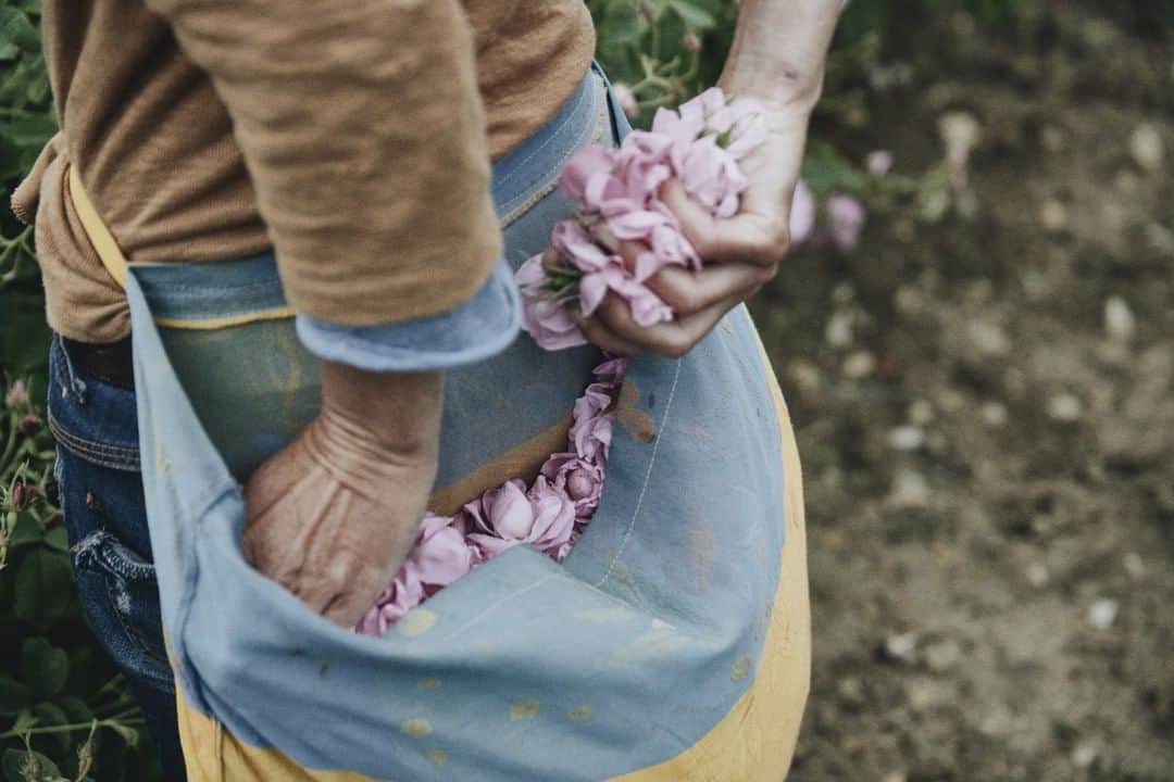 ルラボさんのインスタグラム写真 - (ルラボInstagram)「Centifolia Rose Harvest. Grasse, France. #stolenmoments #alwaysbyhand #beforethelab」5月7日 21時00分 - lelabofragrances