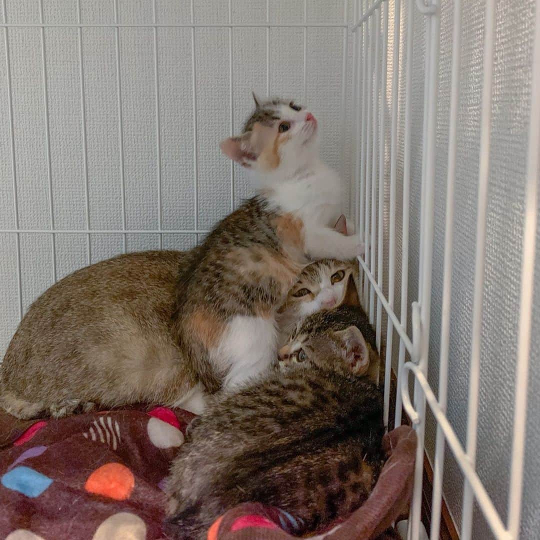 プンクマさんのインスタグラム写真 - (プンクマInstagram)「仕事帰りに壁の隙間を覗き込む知合いの姿を見かけ、何をしているのと声をかければ隙間の奥に子猫がいる。 ボランティアさんも駆けつけての救出劇の結果、一匹の小さな子猫を保護。 ボランティアさんの元で預かり里親を探す事になった。 ところが、この数日後にこの子の母猫が2匹の子猫を連れて現れた。 まだ小さな子猫で母離れも出来てはいないだろうし、免疫力も充分受け継いでいないかも知れない。 保護するのであれば、親子一緒でと思い、見つけてくれた方が3匹を捕獲。 とは言え我が家には骨折治療中のコアラもおり、再びマイさん( @maihimemoco )に相談した所、つっぱり兄妹に続き預かっていただける事になり、GW最後の昨日お届けしてきました。 母猫も、まだ1歳半の小柄な子。 危険がいっぱいの外の世界を離れて家猫生活に慣れなきゃね。愛情溢れるマイさんが、きっと素敵な家族と結びつけてくれるよ。 いつもながら、マイさんには感謝の言葉しかありません。 そして、親子を見つけてくれた方々にも感謝です。 本来、猫は家の中で暮らす動物。こうして少しでも外にいる猫が家の中で暮らすキッカケになれば嬉しいですね。 #家猫プロジェクト #里親募集 #子猫 #cat #kitty #kitten #neko #キジトラリオ #三毛猫リリー #ママはリツ」5月7日 21時23分 - pnkm913