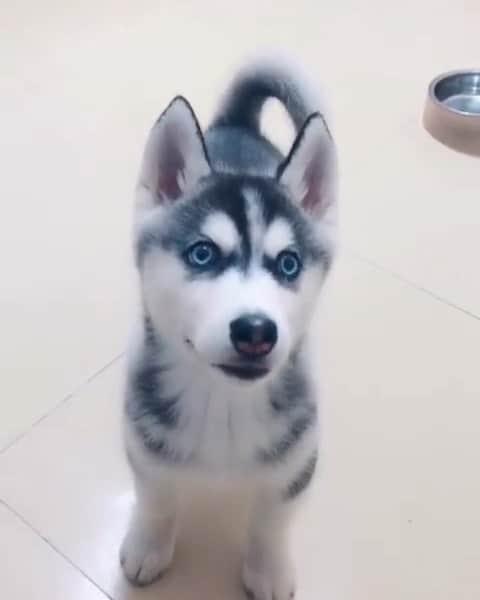 husky and malamuteのインスタグラム：「Very crisp sound.😙😙 follow @alaskandaily （Twitter：alaskandaily）for more cute pic and video.😜 ……………………………………………………………… Each video was approved by the original author. But  don't have a Instagram account. We are first one post those video. So watermark credit @alaskandaily ……………………………………………………………… #alaskan#malamute#alaskanmalamute#alaskanhusky#malamutesofinstagram#puppylife#puppylove#puppydog#puppylover#dogdays#malamutepuppy#huskies#huskeypuppy#huskeiesreq#siberian#huskeiesofig#dogslife#dogsofnyc#cutedog#cutedogs#huskeypics#huskeylovers#huskygram#huskeylove#huskiesofinstagram#dogsofnyc#husky#狗」