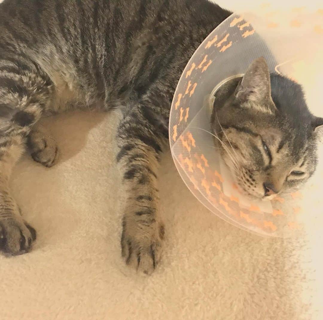 小嶋晶子のインスタグラム：「I have itchy eyes.🐈🐾 #cat #cats #browntabby #catsofinstagram #catstagram #neko #nekostagram #ねこ #ねこ部 #ねこすたぐらむ #きじとら #きじとらねこ #きじとら女子 #きじとら部 #ネコ #ネコ部  #キジトラ #キジトラネコ #キジトラ部 #かぎしっぽ #かぎしっぽ猫部 #カギしっぽ #カギしっぽ猫 #お腹ハゲてる」