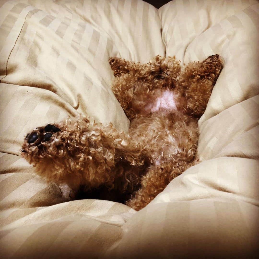 川坂勇太さんのインスタグラム写真 - (川坂勇太Instagram)「すっげぇ寝返り打ちたいのに股の間にくせげがいるせいで身動きが取れず目が覚めた。 くつろぎすぎだろ！ #その体勢で眠れますか #犬ってことわかってますか #飼い主と同じ体勢で寝てる #股の間のくぼみに埋もれる #気持ち良さそう  #くせげ #といぷーどる #dog #poodle」5月7日 21時47分 - yutakawasaka