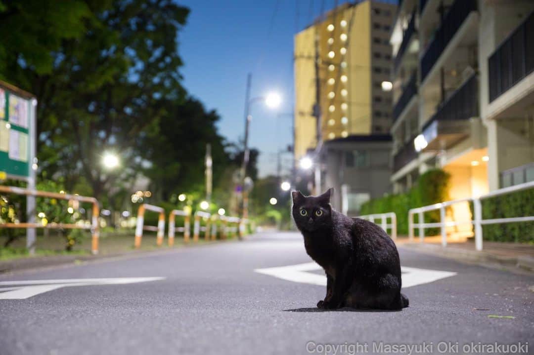 Masayukiさんのインスタグラム写真 - (MasayukiInstagram)「存在感。  #cat #ねこ」5月7日 21時50分 - okirakuoki