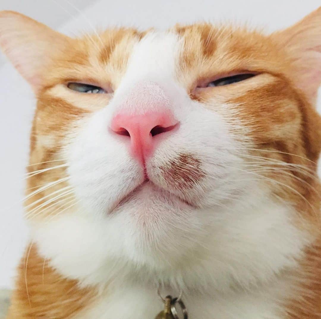 tamatamagoさんのインスタグラム写真 - (tamatamagoInstagram)「😼残念なお顔の僕ちん。  まぁ…そんなにあっという間に良くなるとは思わないけど…お顔を見るたびになんだか「ゴメンねハニたん😭」と言う気分になってしまう〜。 #猫ニキビ #顎ニキビ  #catacne #felineacne .  もらっていたお薬がなくなったので おっとさんに今後のお薬の相談に行ってもらってます。 . .  食欲はあるし今もヤモリ狩り真っ最中。早く毛が生え揃いますように🙏🏻 . . cat acne って言うのだろうか。 英語が分からん〜  2019/05/07 . .  #茶トラ #茶トラ白 #茶トラ男子部 #thaicat #catthailand #rescuecat #orangetabby #orangetabbycat #gingercat #gingercatsrule #gingercatsofinstagram #catstagram #cats_of_instagram #cats_of_world #meowfeature」5月7日 21時59分 - tamatamago