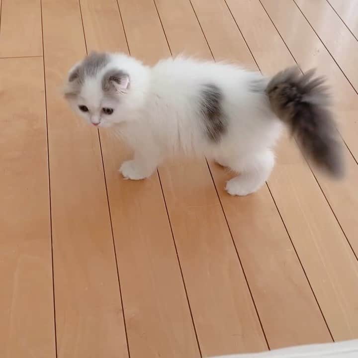 のんたのインスタグラム：「「のぼれにゃいっ！バーン！」 かわいい声で抗議中❤️ ・ #scottishfold #catstagram_japan #catsofinstagram #cats_of_instagram #catoftheday #purr #bestmeow #catlover #cutecat #kittensofinstagram #cute #スコティッシュフォールド#スコティッシュフォールドロングヘア #スコティッシュフォールド子猫 #babykitten #2monthsold」