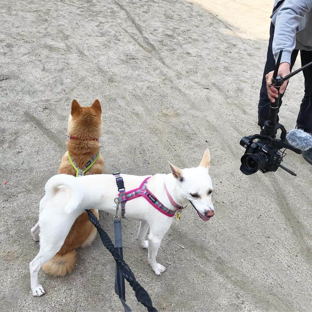 柴犬ハル&保護犬すずさんのインスタグラム写真 - (柴犬ハル&保護犬すずInstagram)「📷shooting 📷 . 「まいネームいず、 すずー！ナイストミーチュー！」 . #すずの取材ですよね #好きな食べ物は芋とおとーしゃーんーでth #ちょっと膝の上にも座らせてくださいね #お兄さん膝を貸してくれてありがとうございまth . #撮影無事に終わりました #吠えまくったけどなんとか終わりました #放送は鹿児島のテレビで6月を予定だそうです❤️ . #柴犬#柴#kagoshima#dog#puppy#shibainu#shibastagram#いぬバカ部#family#鹿児島#赤柴#雑種#天文館#日本犬#保護犬を家族に#撮影#テレビ#shooting」5月7日 22時08分 - haruharu040777