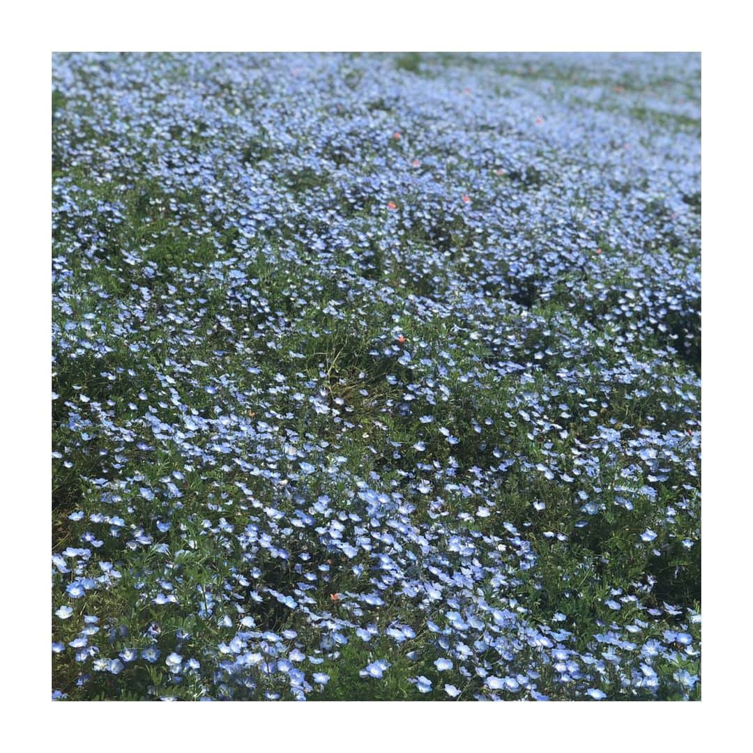 永楠あゆ美のインスタグラム：「#5月 念願のネモフィラを見に行ってきました！ このなんとも言えないブルーがとても好きです。 空の青と溶けるような美しさでした。  #ネモフィラ #blue #may #flowers #ネモフィラの丘」