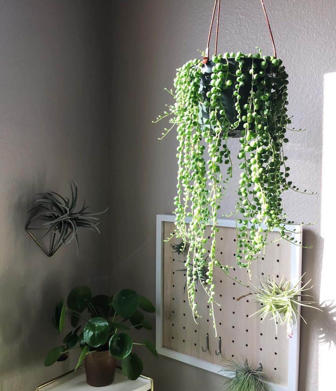 The Louunのインスタグラム：「String of pearls are restocked 🌿😊 Check our our online store 🌿📦#succulents #hangingplant picture from @soiledplanties」