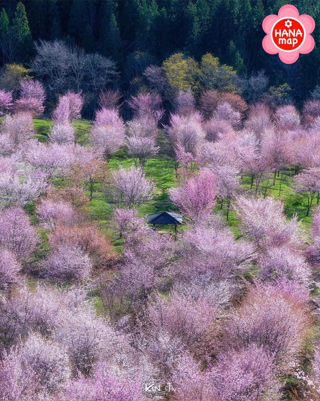 はなまっぷ❁日本の花風景のインスタグラム