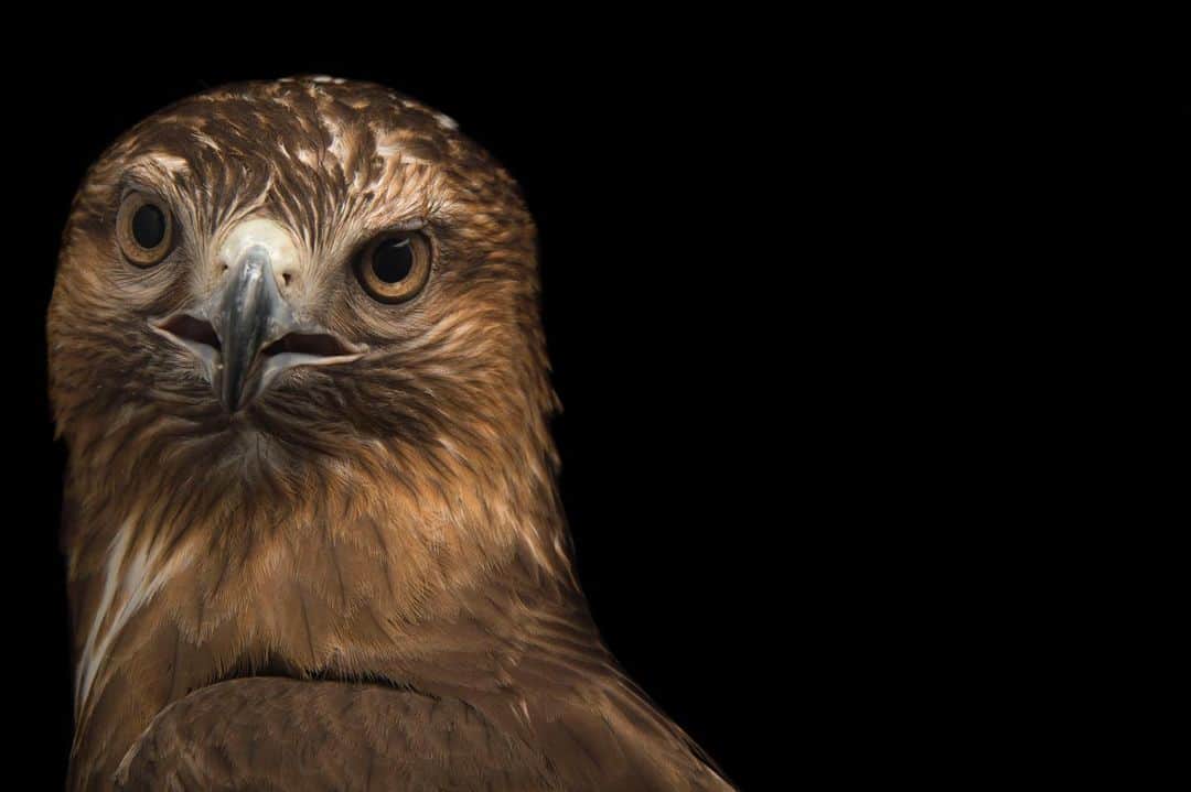 Joel Sartoreさんのインスタグラム写真 - (Joel SartoreInstagram)「Native to the island of Madagascar, the Madagascar buzzard is the only one of its kind found on the island. Like other birds of prey, it feeds on a variety of creatures, including small mammals, reptiles, large insects, and even other birds. While this species has proven to be highly adaptable, it cannot survive in areas that lack trees, which is problematic when you live on an island experiencing rapid deforestation. One of the main reasons for logging in Madagascar is the demand for rosewood, which is used to make fine furniture, essential oils, and instruments like guitars. By choosing not to purchase rosewood products you can help to lessen this demand, saving the forest homes of this bird, endangered lemurs, and hundreds of other species that can’t be found anywhere else in the world. Photo taken at Parc Botanique et Zoologique de Tsimbazaza. #buzzard #madagascar #rosewood #birdsofprey #photoark #savetogether」5月7日 22時34分 - joelsartore
