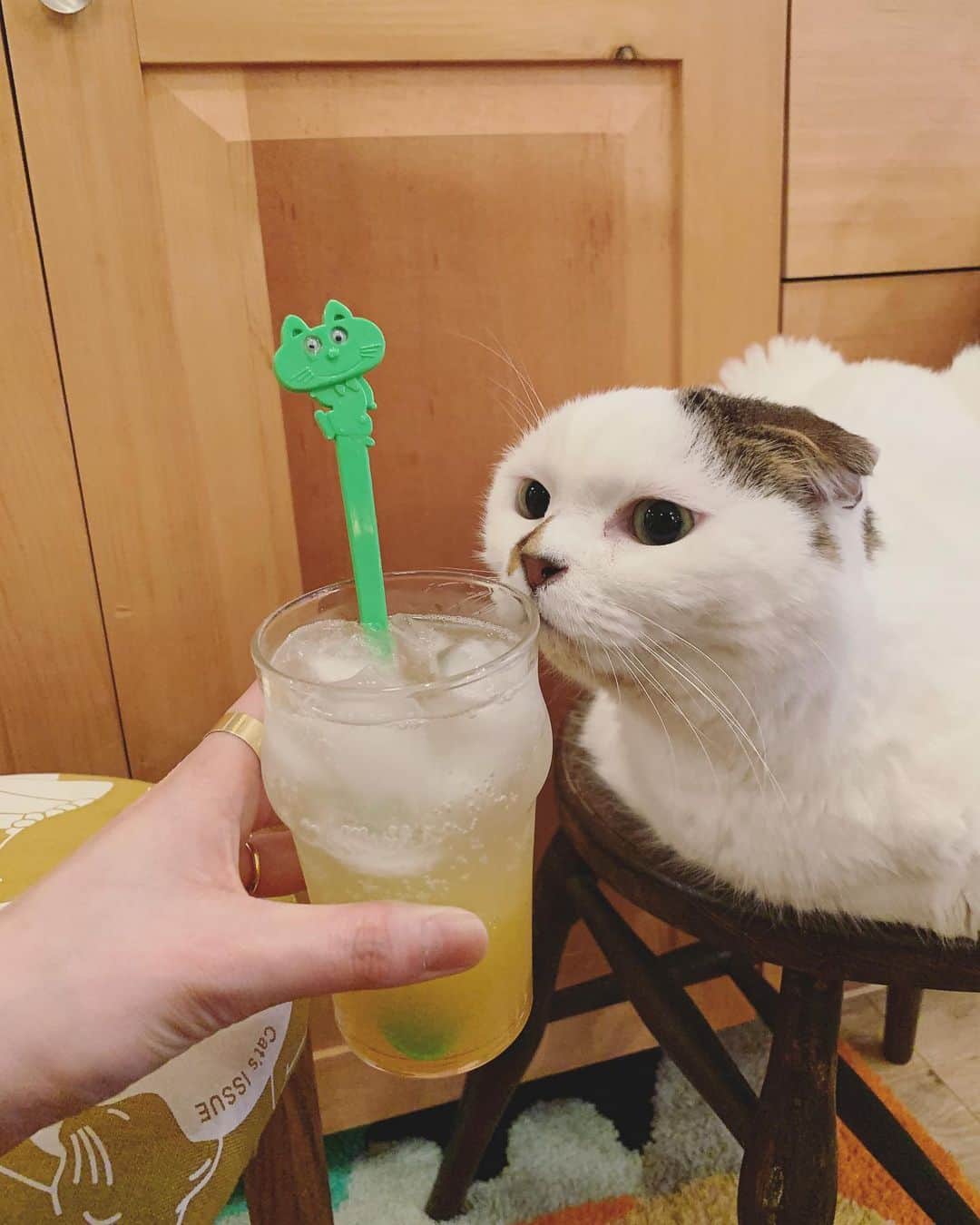 小谷実由さんのインスタグラム写真 - (小谷実由Instagram)「こないだのコムと乾杯 さすがめぐさんちな猫マドラー💚 #omiyuhuntingsome  #komutancat」5月7日 22時40分 - omiyuno