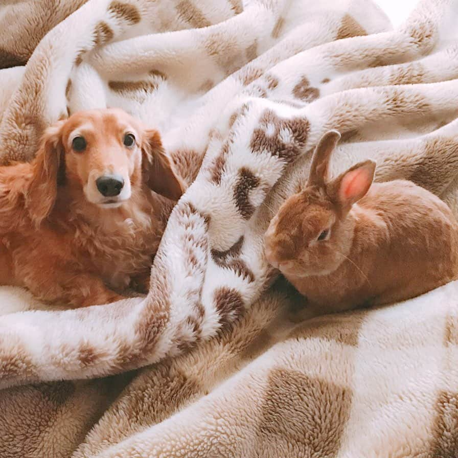 Chieko Shibutaさんのインスタグラム写真 - (Chieko ShibutaInstagram)「たろー🐶＆うじゃこ🐰 地方☀️ だったのに‥ たろー！ なんだか 寒いね😨 こんな時は ぬくぬく あったかい🤭🐰✨ おやすみ前😊💤💤 💕✨🐶🍀🐰✨💕 #dachshund #dachshunds #dachshundlove #dog #dogs #doglove #instadog #instagram #instagood #pet #pets #petsagram #cute #cutepe #cutepet #cutedog #cuteanimals #likes #09076999576 happy #smile #rabbit #ラビット #ミニュチュア #ミニュチュアダックス  #ミニュチュアダックスフント #うさぎ部 #うさぎ #ダックス #ダックスフンドロングヘアー#ねざーらんどわーふ」5月7日 22時43分 - chieko.81