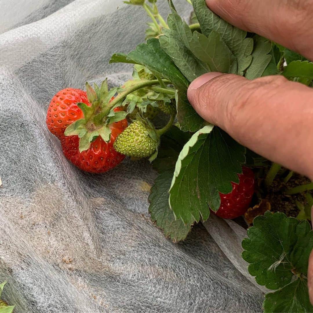 杉浦太陽さんのインスタグラム写真 - (杉浦太陽Instagram)「我が家の畑^_^ イチゴ収穫！美味しい〜〜！！ 子どもたち、 ご満悦いただきました！  #杉浦ファーム #イチゴ収穫 #美味しいわ」5月7日 22時46分 - sugiurataiyou_official
