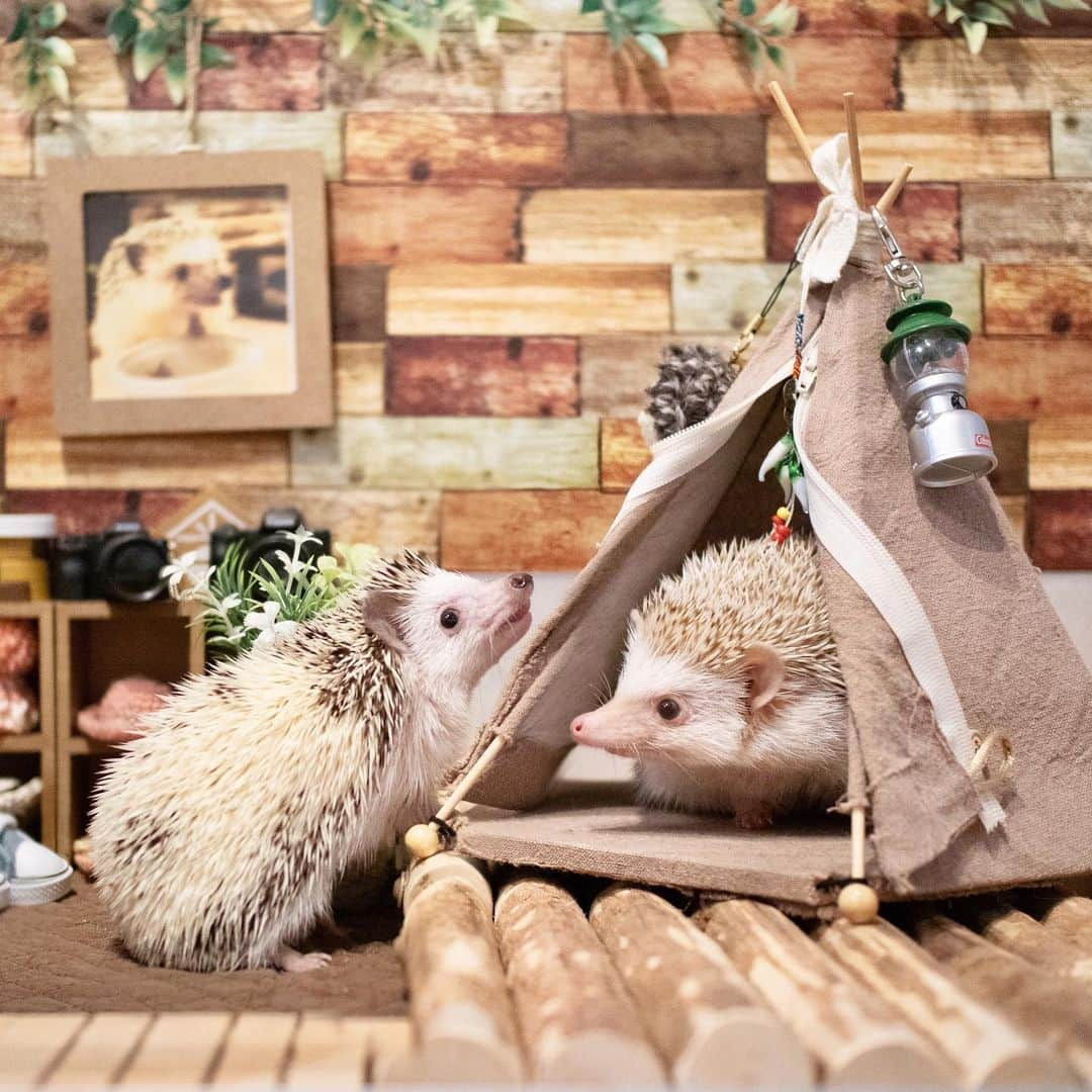 ダーシーさんのインスタグラム写真 - (ダーシーInstagram)「Glamping Party🦔🦔⛺️✨ with @ron_hari @hari_1229  ①Kai & Chopin ②Lei & Chopin ③Kai ・ グランピングごっこしてきました🦔🦔⛺️✨ レイちゃんは相変わらずの垂れ耳かわいこちゃん😍✨ カイくんはちょこまかイケハリ少年でした🤣✨」5月7日 22時51分 - darcytheflyinghedgehog