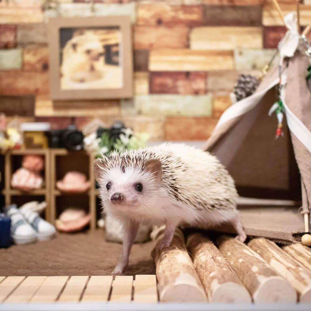 ダーシーさんのインスタグラム写真 - (ダーシーInstagram)「Glamping Party🦔🦔⛺️✨ with @ron_hari @hari_1229  ①Kai & Chopin ②Lei & Chopin ③Kai ・ グランピングごっこしてきました🦔🦔⛺️✨ レイちゃんは相変わらずの垂れ耳かわいこちゃん😍✨ カイくんはちょこまかイケハリ少年でした🤣✨」5月7日 22時51分 - darcytheflyinghedgehog