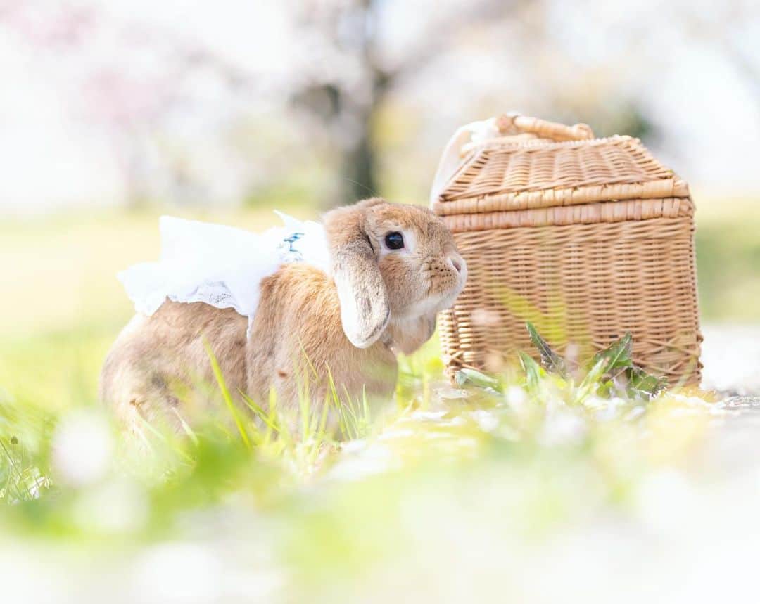 usagraphさんのインスタグラム写真 - (usagraphInstagram)「今年の春はたくさんうさんぽできて良かったな☺️ 梅雨までにあと何回できるかな？ ＊ ＊ ＊ #うさぎ #rabbit #bunny #ふわもこ部  #WeeklyFluff #igersjp  #instabunnies #tokyocameraclub #東京カメラ部  #bunnystagram  #今日もX日和  #うさぎ部 #ホーランドロップ #hollandlop  #アニマル写真部  #ファインダー越しの私の世界 #team_jp_西 #igers  #ig_japan」5月7日 22時53分 - usagraph