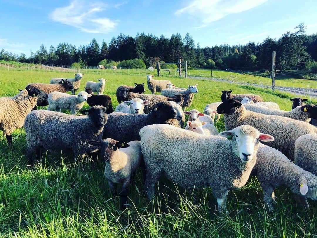 クリス・プラットさんのインスタグラム写真 - (クリス・プラットInstagram)「The lambs are getting huge. Spring has sprung. Summer is around the corner. #farmlife」5月7日 23時27分 - prattprattpratt