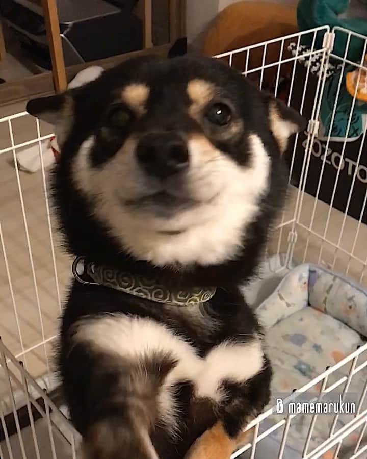 まめ丸のインスタグラム：「* * 【 #今日のおでむかえシリーズ 】 今日のおでむかえは おとなしめ🐶💓 * Welcome home🐶💓 I was waiting for you to come back home❣️ * #GWのつかれがたまってて爆睡してたからね🐶💓 #ヒコーキ耳 ✈︎ #まめ丸ヒコーキ * #柴犬#豆柴#柴#黒柴#黒豆柴#犬#ふわもこ部#shiba#shibainu#shibastagram#shibadog#puppy#instadog#dogstagram#dog#mameshiba#instashiba#petstagram#pet#buzzfeedanimals#cute#cutedog#강아지#멍스타그램#doglover#worldofcutepets」