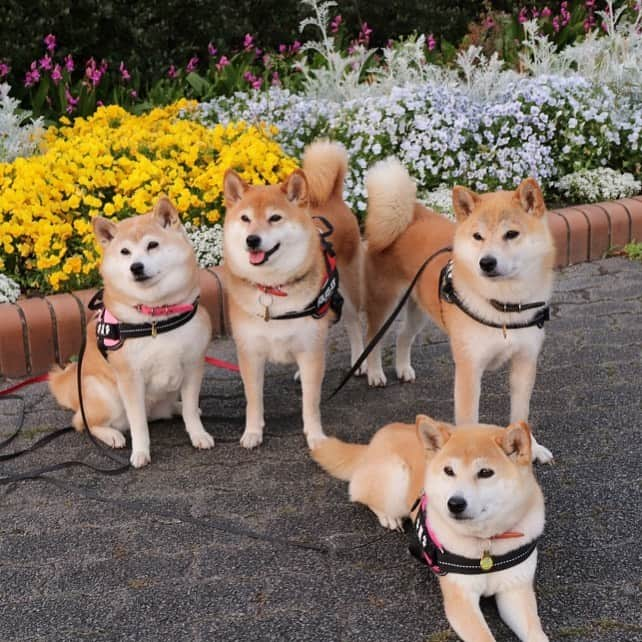 linnmamaさんのインスタグラム写真 - (linnmamaInstagram)「川沿いの公園の花活🌼〜省エネ麗が伏せちゃいました😅〜カメラ目線はくれたので、いいことにしましょう😍  #柴犬#dog#柴犬凜の勇気凜々every day#shibastagram#花活」5月8日 0時32分 - linnmama