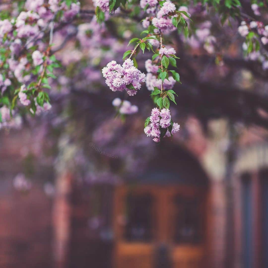 Holly Sissonさんのインスタグラム写真 - (Holly SissonInstagram)「Blooming... Love that this is blooming right outside my door! #danielsfamilyliving  #toronto #spring ~ Canon 1D X MkII + 85 f1.4L IS @ f1.4 (See my bio for full camera equipment information plus info on how I process my images. 😊) ~ #pickmotion」5月8日 0時27分 - hollysisson