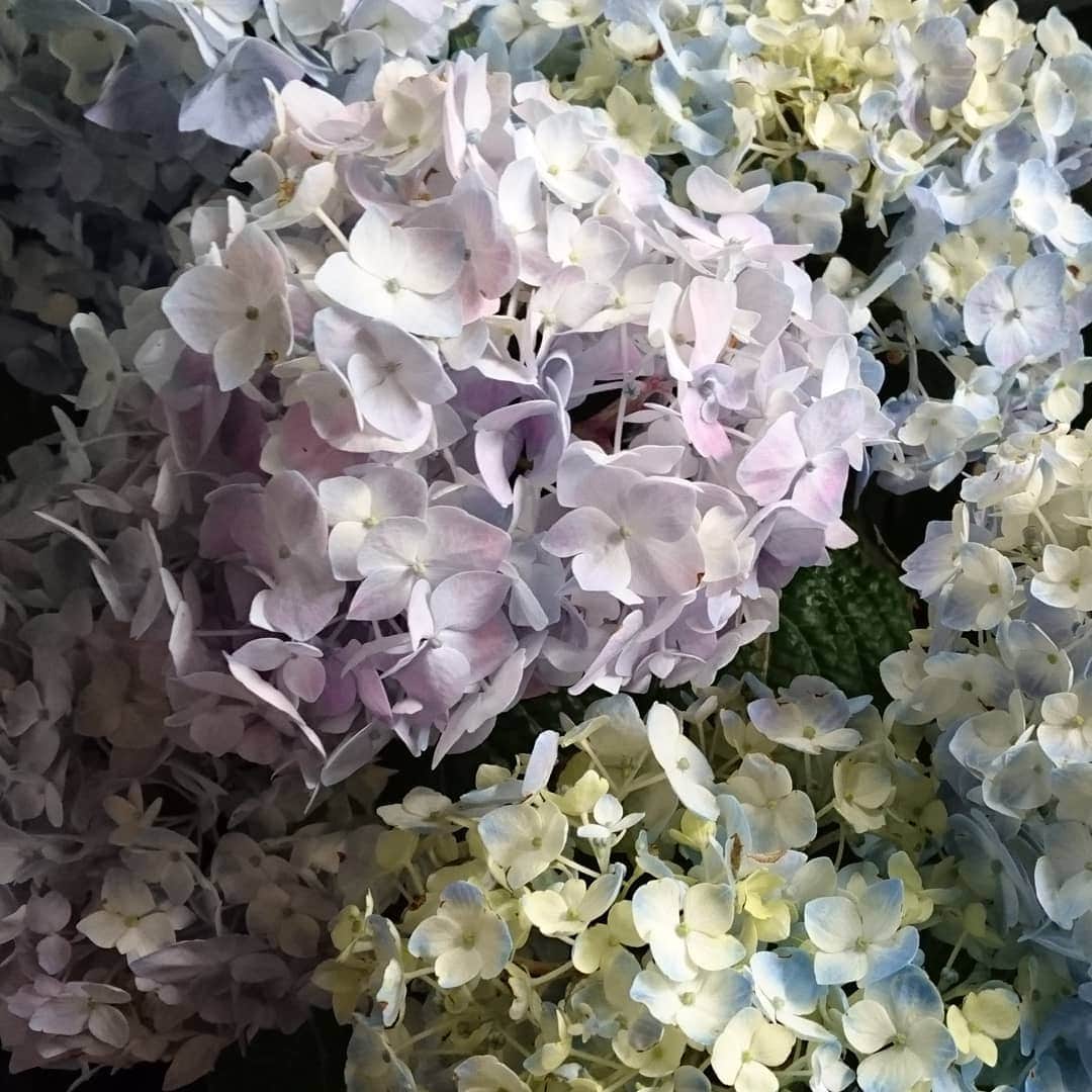 七海ひろこさんのインスタグラム写真 - (七海ひろこInstagram)「あっ、早い。もう紫陽花🌼道端ではまだですが、お花屋さんではもう紫陽花に会えます。#花が好き #紫陽花 #あじさい #高田馬場 #お花屋さん」5月8日 0時31分 - nanamihiroko_