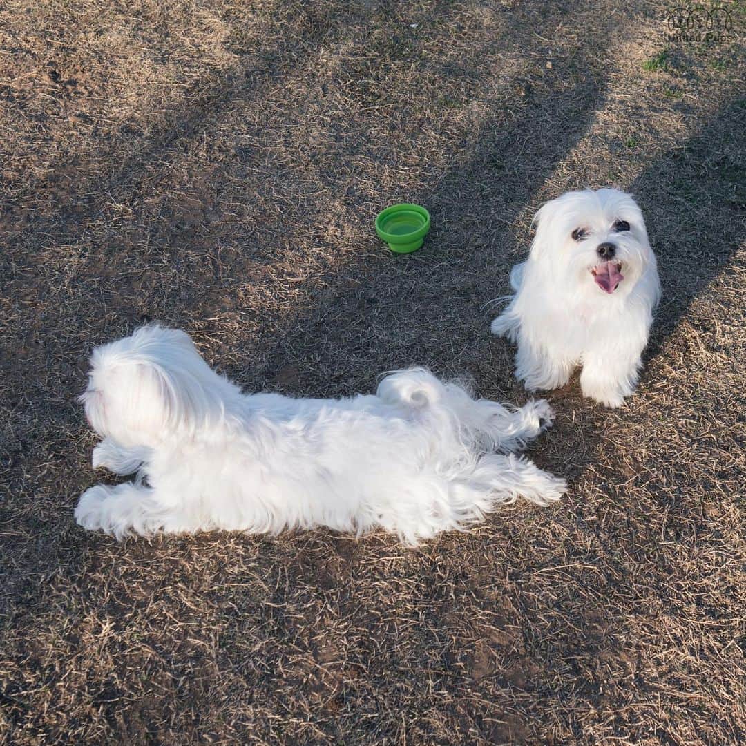 のインスタグラム：「This guy went to the dog park to “tan” his butt 🤦🏻‍♀ ⋯☀️🍑 ・・・・ #lazybutt #lazybum #leavemealone #sunbath #sunbathing #tan #tanning #sunnydog #relaxingdog #yogadog #sunbathe #gettingcoazy #layingdown #outofenergy #chillandrelax #doginthepark #dogpark #dogparkfun #dogcarpet #animallike #doglike #doginsta #dogstyler#dogstyle🐶 #dallastx  dallasdogs #texasdog #dogslife#hiarod #arod #maltese」