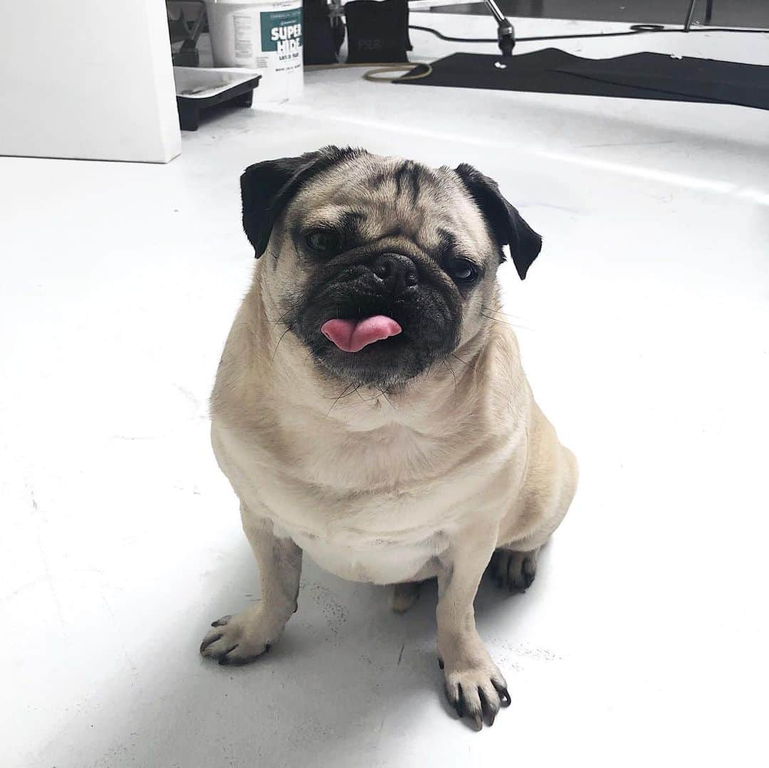 itsdougthepugさんのインスタグラム写真 - (itsdougthepugInstagram)「“Tag someone who needs a little pug attitude” -Doug」5月8日 0時56分 - itsdougthepug