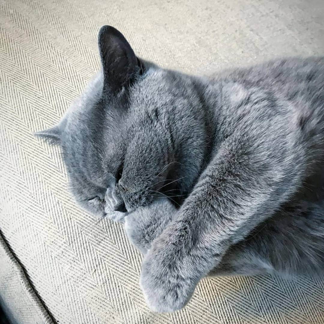 CatStockerのインスタグラム：「Hello! #catstocker is here!  Follow our FURRriend @harrow_the_cat  Scroll right for more pictures 👉 . . . . .  #cat #neko #mačka #chat #kočka #котка #kotek #kot #кіт #mače #кошка #кот #katze #gato #gatto #kissa #kattunge #猫 #고양이 #貓 #kedi #köttur #kissanpentu #חתול #кішка #kedicik #кошеня #gattino #子猫」