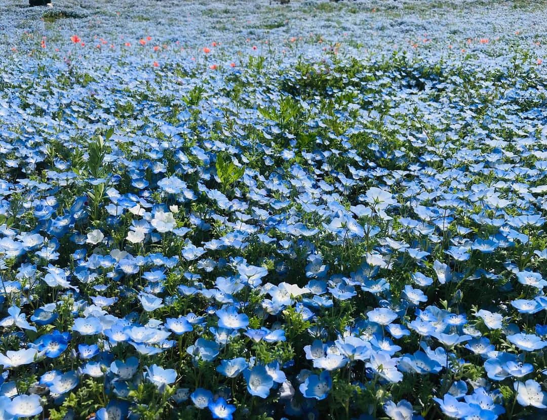兼田恵さんのインスタグラム写真 - (兼田恵Instagram)「ついに行けたよネモフィラの丘〜！(*´ω`*)可愛い！綺麗！ステキ！ だけど人が多かったのでそれを写さずに撮るのはなかなか難しい(°▽°) なんか飢えてて2人でネモフィラ色のシュークリーム買いました #念願の #ネモフィラの丘 #ネモフィラ#ひたち海浜公園」5月8日 1時17分 - earl_megu