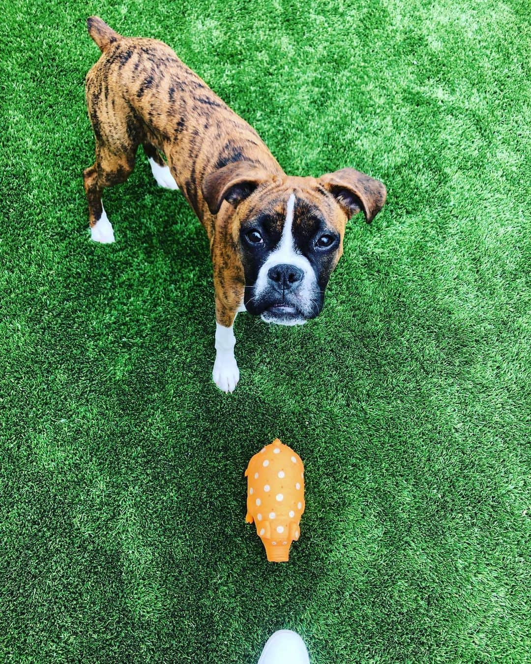 ジェリー・ライアンのインスタグラム：「A girl and her piggy. 💖 #lulu #gooddog」