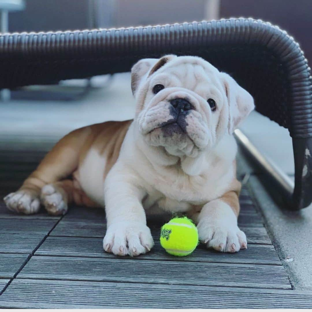 Bodhi & Butters & Bubbahさんのインスタグラム写真 - (Bodhi & Butters & BubbahInstagram)「Stay on top of the ball (literally) 🎾 . . . . . #bulldog #bestoftheday #dogsofinstagram #ball #sports #priorities #puppy #life #cute @biggiethabulldog」5月8日 1時15分 - keonistuff