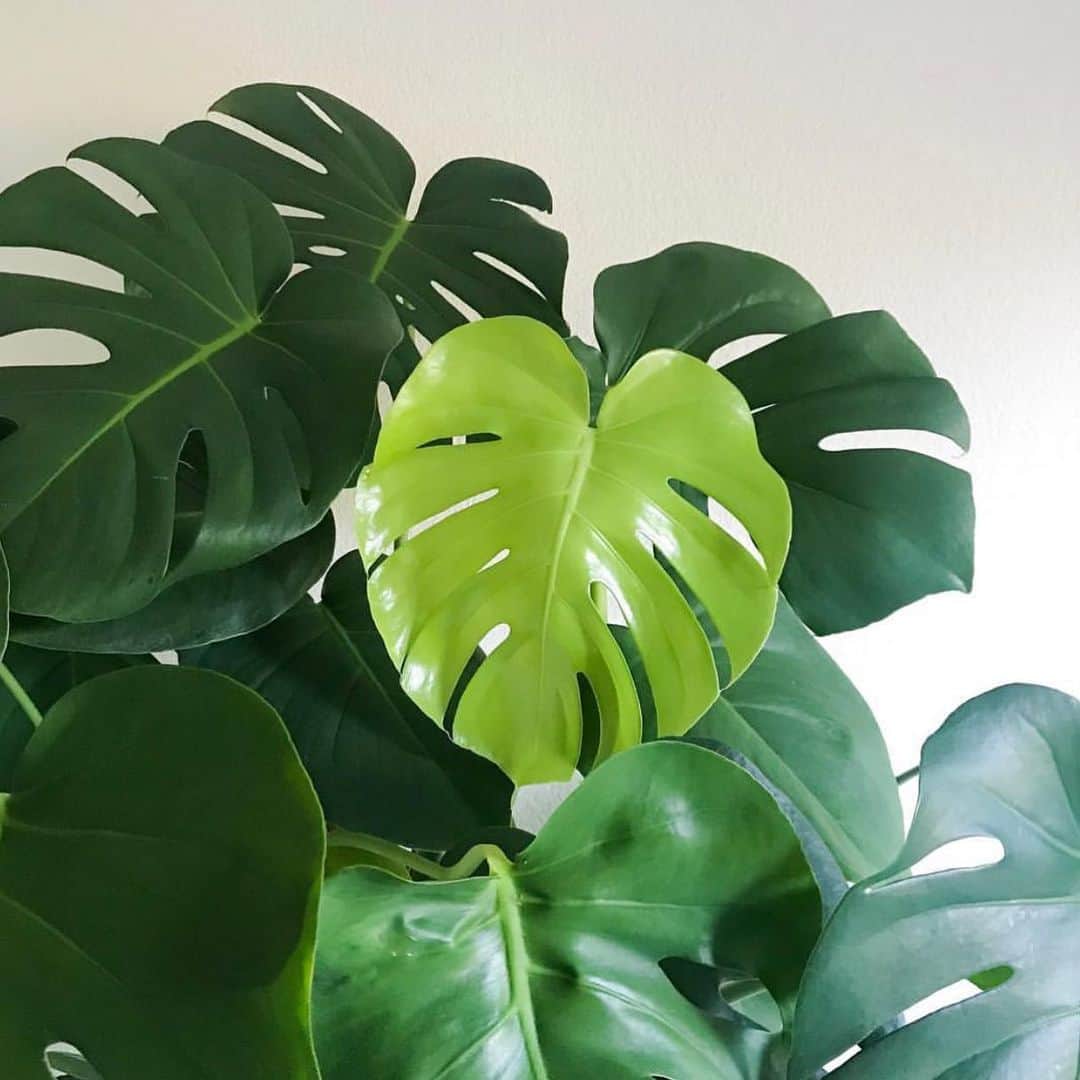 The Louunさんのインスタグラム写真 - (The LouunInstagram)「Beautiful #monstera back in stock 😊🌿😊🌿🌿 #plants Order now. 🌿📦We ship this beauty for you 😍 www.etsy.com/Shop/plantroomla It will be update in 3 hours」5月8日 1時27分 - shoplouun