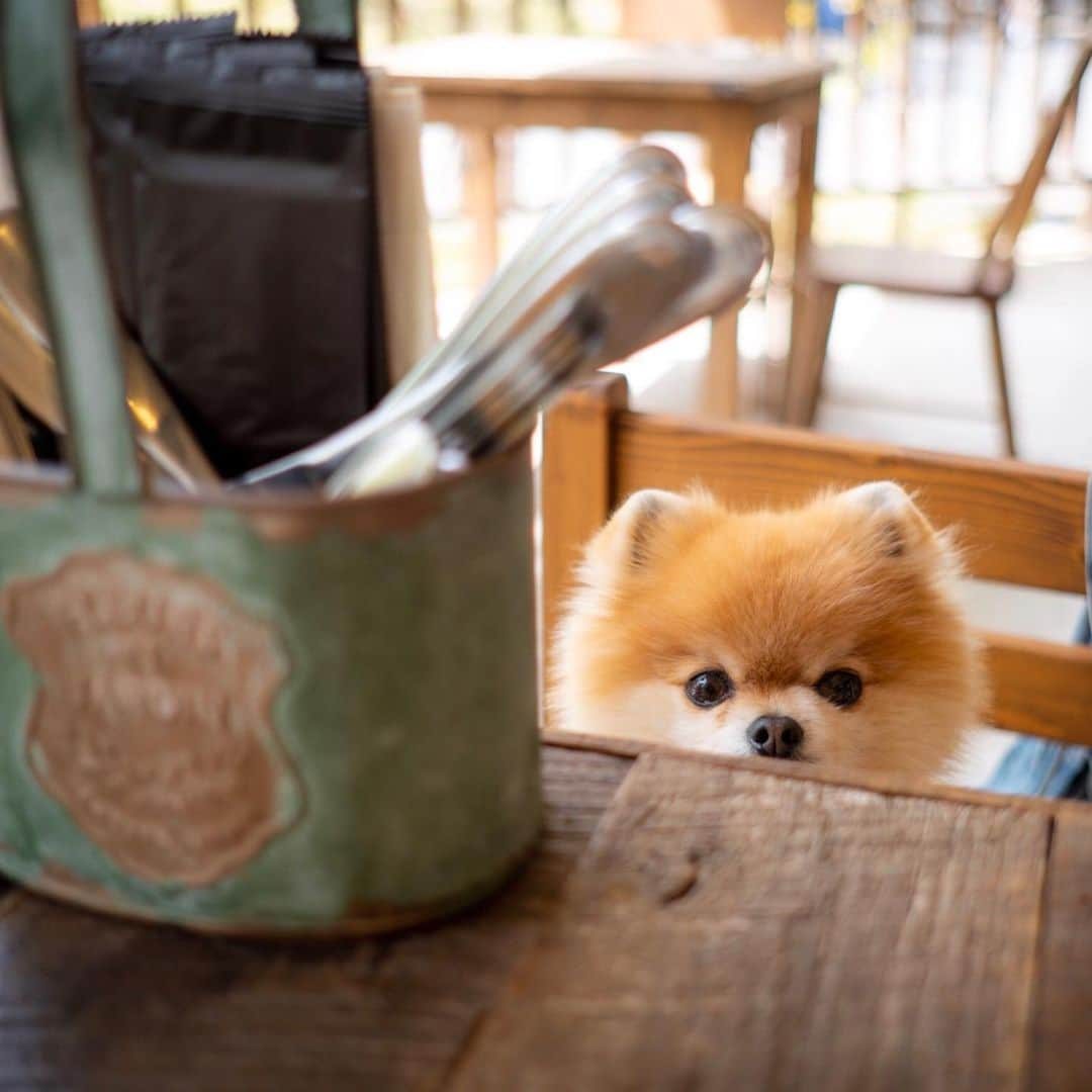 ポテチンさんのインスタグラム写真 - (ポテチンInstagram)「Picnic picnic  1-5 photos by @pom.kotenicolocco  大好きころファミリーとお出かけしてきましたぢょ〜 ステキなカフェとお花いっぱいの公園。連れて行ってくれた、ころのパパママ、ありがとうございましたぢょ。」5月8日 1時32分 - pom.potechin