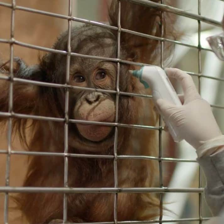 スミソニアン国立動物園さんのインスタグラム写真 - (スミソニアン国立動物園Instagram)「❤️🐵 What did 2.5-year-old Bornean orangutan Redd learn over the winter? Check out his new skills in primate keeper Erin Stromberg's latest #OrangutanStory update! 🎥 VIDEO: s.si.edu/2Y2DIjx. (Link in bio.)」5月8日 1時48分 - smithsonianzoo