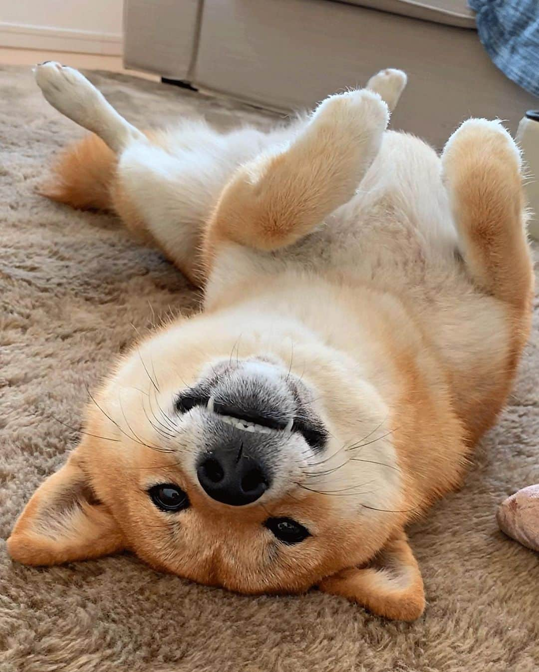 shibainu berryさんのインスタグラム写真 - (shibainu berryInstagram)「🦊Please touch💕 撫でて欲しいむくみん🦊💕 撫でないとジタバタしだす😆 #❤️迷子犬の掲示板応援団 @maigo_dog  #❤️迷子犬の掲示板四国応援 @maigo_dog_shikoku #めざせ迷子犬ゼロ👌 #柴犬 #べりやん #べりむく #多頭飼い #berry #shiba #shibainu  #shibainumania #shibastagram #instashiba #ぷにっと部 #口角キュキュッと部  #チーム俺様 →部員絶賛募集中 #shiba_snap #proudshibas #west_dog_japan #サンデイ #instagramjapan #ふわもこ部 #pecoいぬ部 #pecotv #buzzfeedanimals #dogsofinstagram #dogsofinstaworld #dogs_of_instagram #9gag」5月8日 12時55分 - shibainu.berry