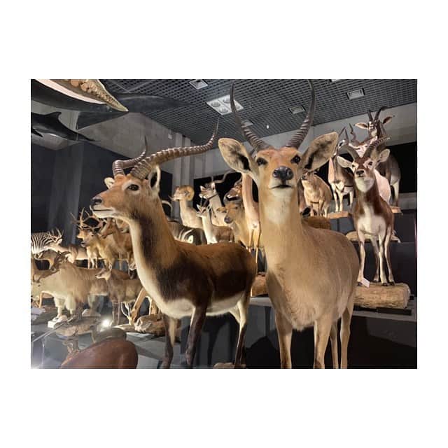上野愛奈さんのインスタグラム写真 - (上野愛奈Instagram)「お休みの日。東京・上野の国立科学博物館で開催されている「大哺乳類展２－みんなの生き残り作戦」に行ってきました🦌🦔 500以上の剥製や骨格標本を間近で見ることができ、終始大興奮。すべて、生きるために進化した偶然の産物であることを教えてもらいました👏。 #上野  #国立科学博物館  #大哺乳類展2 #みんなの生き残り作戦 #骨格標本」5月8日 12時51分 - ueno_aina_816