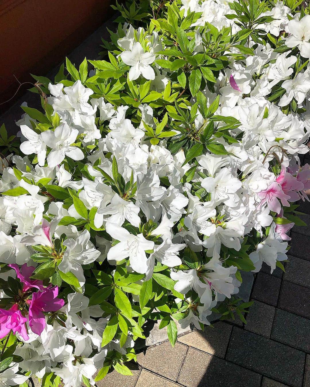 黒田絢子さんのインスタグラム写真 - (黒田絢子Instagram)「こんなにも晴れた日💕そんな日はどれだけ心が曇ってて雨が降っていたとしてもまたスタートの気持ちがする…からほんっっとに大好き！とっても前向きに晴れた気持ちで踏ん張ってこう！☀️🤗✨ . . 太陽に向かって待ってましたぁぁぁってハグを求めてるお花達みたいに💐🌼🌷 . . #sunnyday #loving #flower #spring」5月8日 12時52分 - ayakokuroda_official